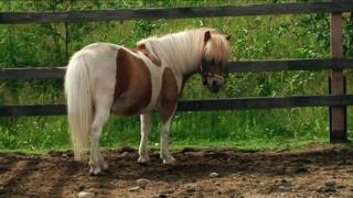 Ystäväni hevonen: Ratsastuskoulu