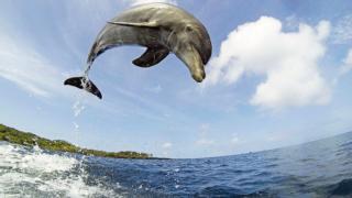 Delfiinit piilokamerassa: 08.07.2016 15.55